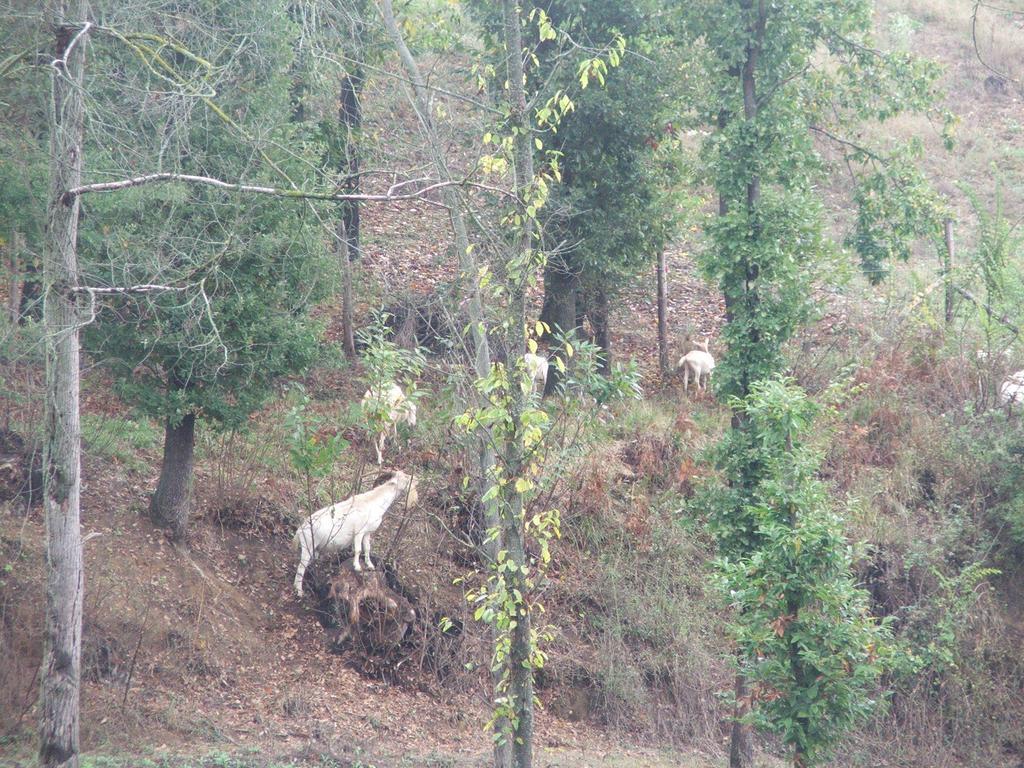 Agriturismo Cascina Aurora Villa Acqui Terme Luaran gambar