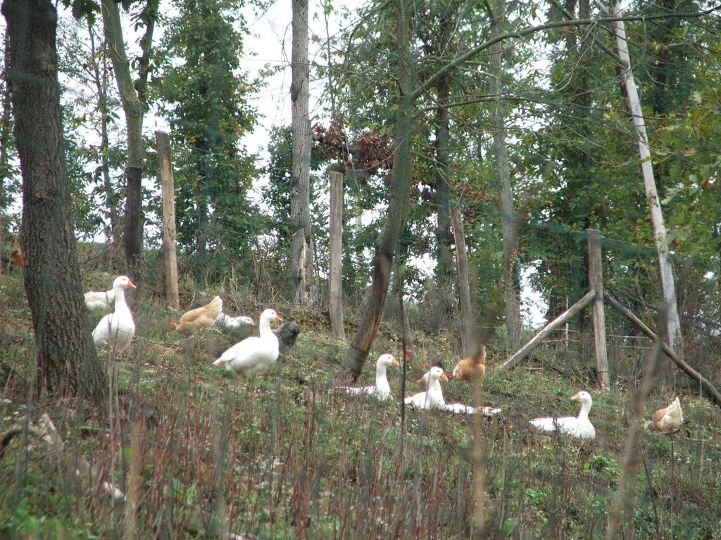 Agriturismo Cascina Aurora Villa Acqui Terme Luaran gambar