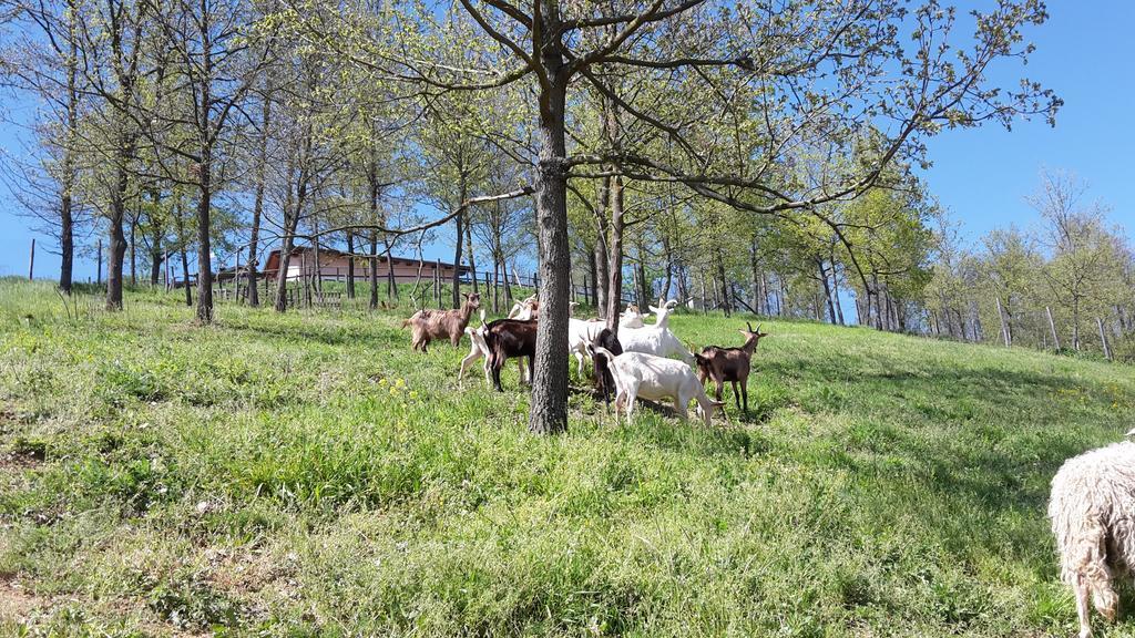 Agriturismo Cascina Aurora Villa Acqui Terme Luaran gambar