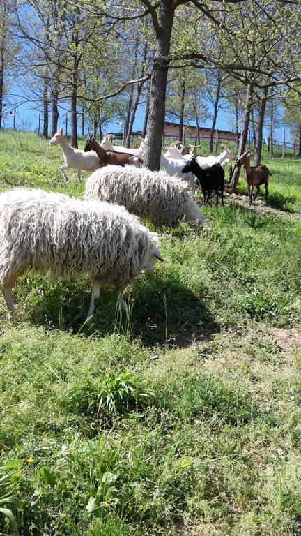 Agriturismo Cascina Aurora Villa Acqui Terme Luaran gambar